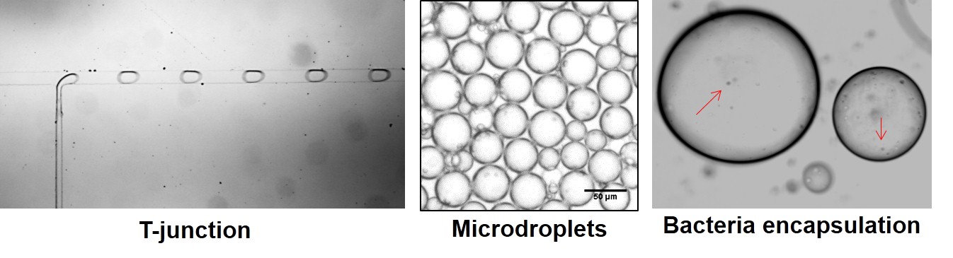 Microfluidics microgels